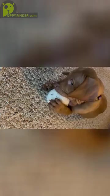 Video preview image #1 Vizsla Puppy For Sale in COLUMBIA, MO, USA