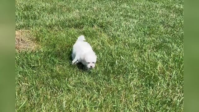 Video preview image #1 Maltese Puppy For Sale in WARSAW, IN, USA