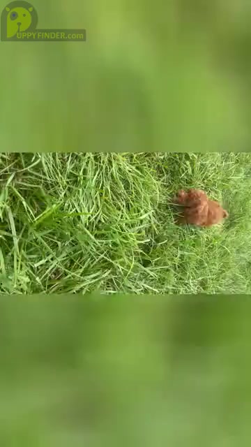 Video preview image #29 Poodle (Miniature) Puppy For Sale in WARSAW, IN, USA