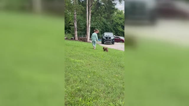 Video preview image #4 Miniature American Shepherd Puppy For Sale in NOLENSVILLE, TN, USA
