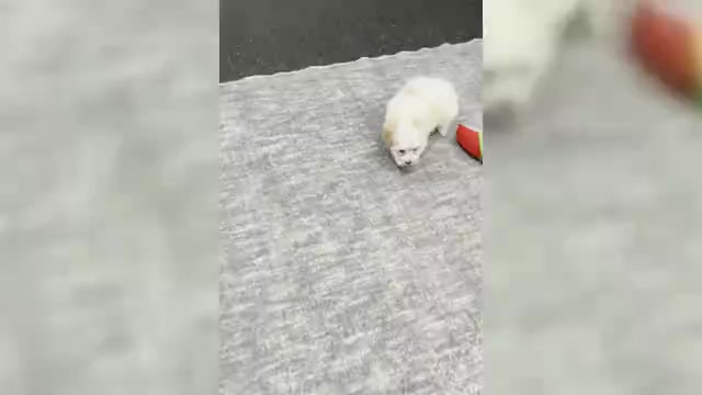 Video preview image #4 Maltipoo (Miniature) Puppy For Sale in WARSAW, IN, USA