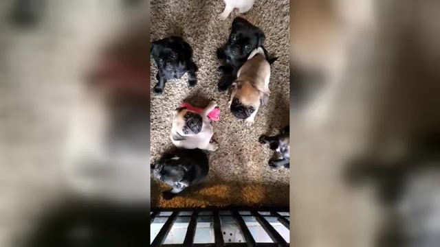 Video preview image #9 Pug Puppy For Sale in LYNDON CENTER, VT, USA
