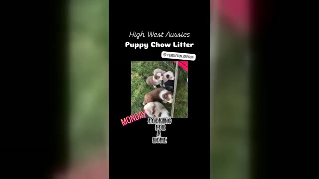 Video preview image #1 Australian Shepherd Puppy For Sale in PENDLETON, OR, USA