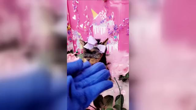 Video preview image #1 Yorkshire Terrier Puppy For Sale in HARKER HEIGHTS, TX, USA