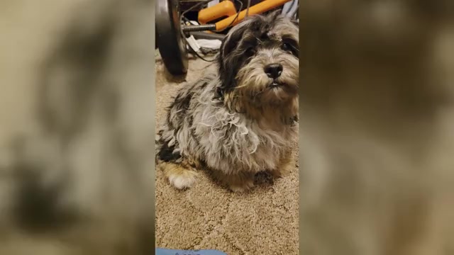 Video preview image #1 ShihPoo Puppy For Sale in DYERSBURG, TN, USA