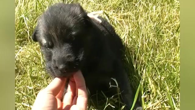 Video preview image #1 German Shepherd Dog Puppy For Sale in PIEDMONT, MO, USA