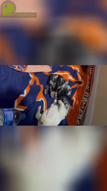 Video preview image #16 Cocker Spaniel Puppy For Sale in GADSDEN, AL, USA