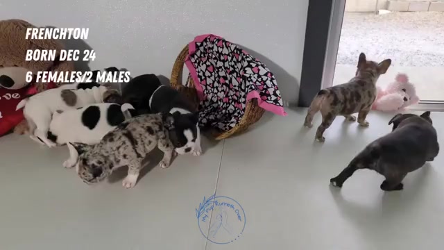 Video preview image #1 Faux Frenchbo Bulldog Puppy For Sale in GOSHEN, IN, USA