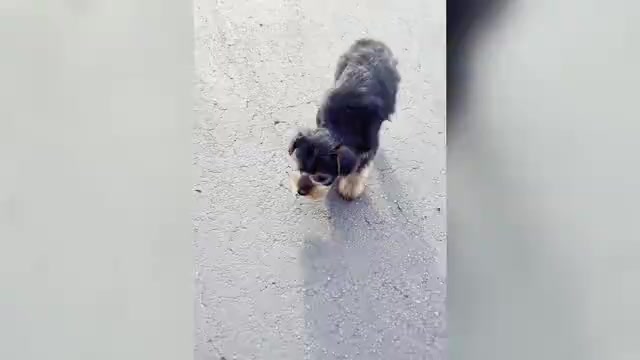 Video preview image #21 Yorkshire Terrier Puppy For Sale in WARSAW, IN, USA