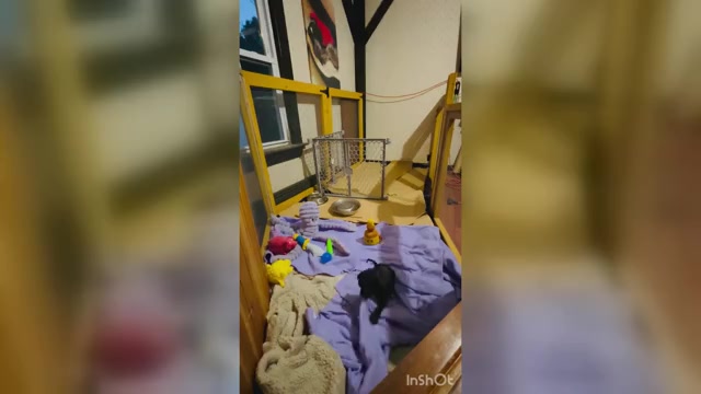 Video preview image #9 Cane Corso-Great Dane Mix Puppy For Sale in BROOKFIELD, MA, USA