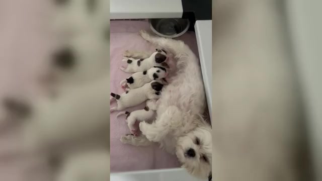 Video preview image #2 Mal-Shi Puppy For Sale in ROGERS, MN, USA