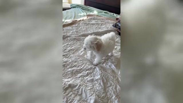 Video preview image #1 Maltese Puppy For Sale in HARVEST, AL, USA