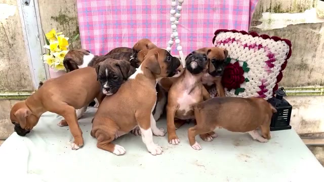 Video preview image #1 Boxer Puppy For Sale in WAKARUSA, IN, USA