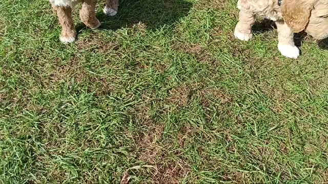 Video preview image #1 Goldendoodle Puppy For Sale in MONTELLO, WI, USA