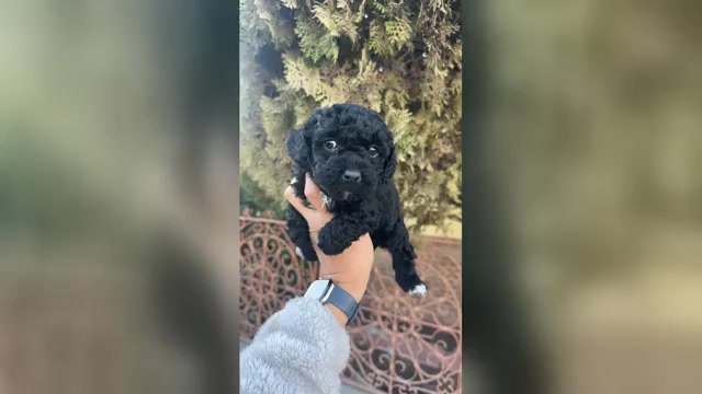 Video preview image #2 Maltipoo (Toy) Puppy For Sale in EL PASO, TX, USA
