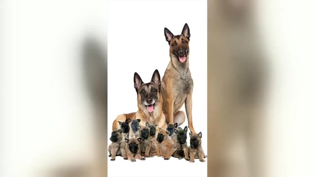 Video preview image #8 Belgian Malinois Puppy For Sale in S CHARLESTON, WV, USA