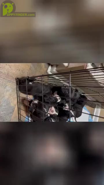 Video preview image #1 Great Dane Puppy For Sale in NEW KENSINGTON, PA, USA
