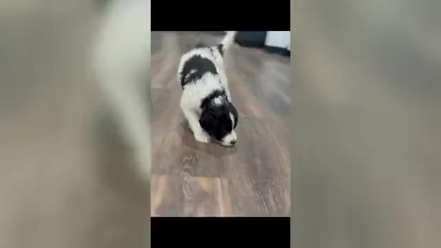 Video preview image #1 Bernedoodle-Poodle (Standard) Mix Puppy For Sale in MENIFEE, CA, USA
