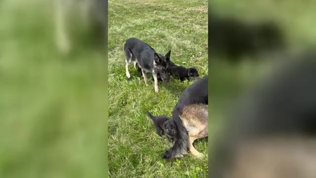 Video preview image #1 German Shepherd Dog Puppy For Sale in SUMPTER TWP, MI, USA