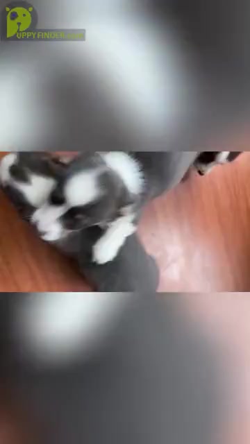 Video preview image #1  Breeder Profile in WOODLAND, WA, USA