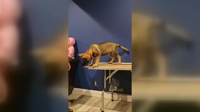 Video preview image #1 German Shepherd Dog Puppy For Sale in SNELLVILLE, GA, USA