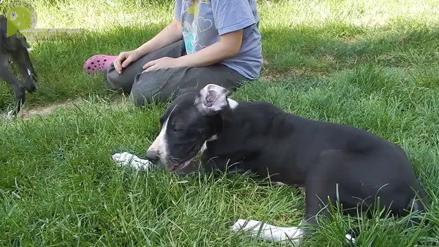 Video preview image #1 Great Dane Puppy For Sale in SPRAGGS, PA, USA