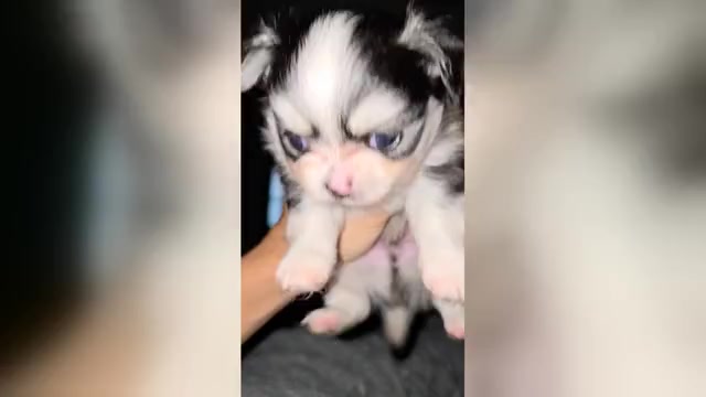 Video preview image #7 Chihuahua Puppy For Sale in SAINT MARYS, GA, USA