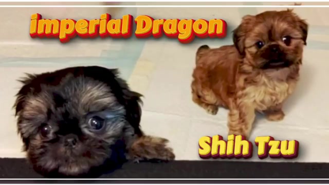 Video preview image #1  Breeder Profile in FANNING SPGS, FL, USA