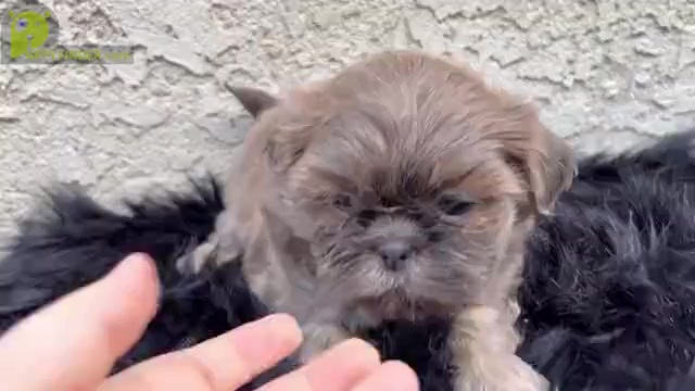 Video preview image #14 Shih Tzu Puppy For Sale in HAYWARD, CA, USA