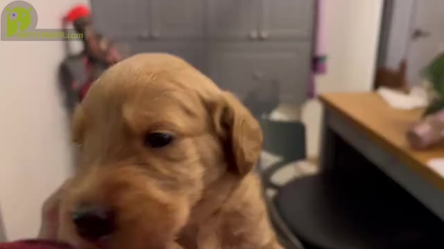 Video preview image #1 Labradoodle Puppy For Sale in KEARNY, NJ, USA