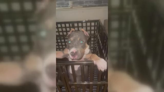 Video preview image #1 American Bully Puppy For Sale in PIKESVILLE, MD, USA