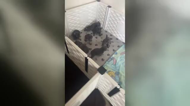 Video preview image #1 French Bulldog Puppy For Sale in VALRICO, FL, USA
