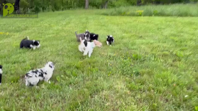 Video preview image #4  Breeder Profile in SWANNANOA, NC, USA