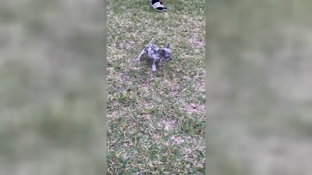 Video preview image #1 Australian Shepherd Puppy For Sale in DANVILLE, PA, USA