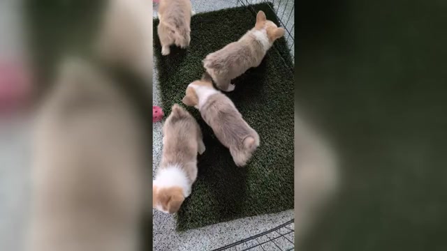 Video preview image #4 Pembroke Welsh Corgi Puppy For Sale in GOSHEN, IN, USA