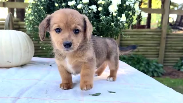 Video preview image #5 Dorgi Puppy For Sale in WAKARUSA, IN, USA
