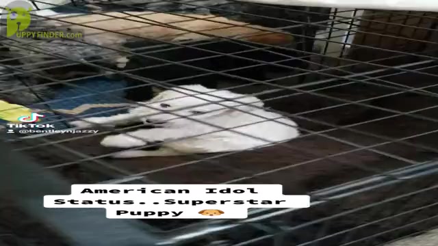 Video preview image #3 Labradoodle Puppy For Sale in SAN ANTONIO, TX, USA