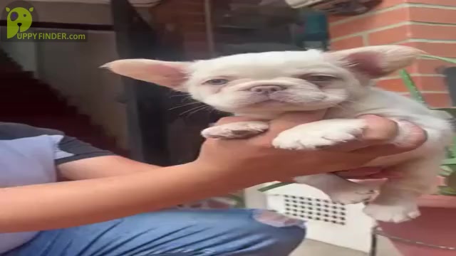 Video preview image #5 French Bulldog Puppy For Sale in WEST HOLLYWOOD, CA, USA