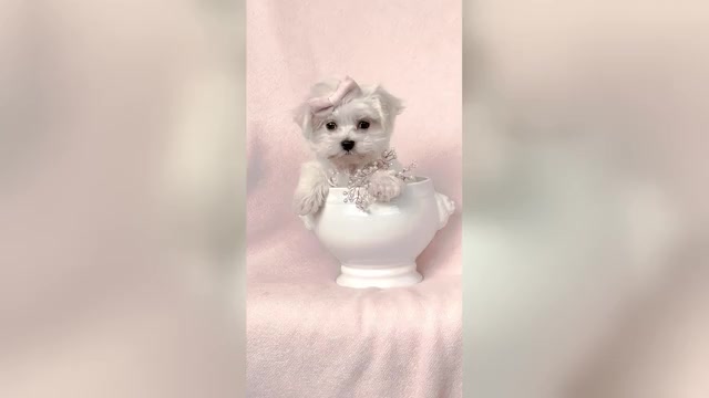 Video preview image #5 Maltese Puppy For Sale in FORT LAUDERDALE, FL, USA