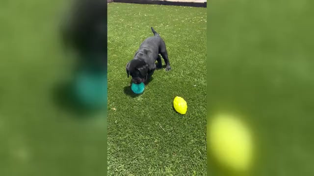 Video preview image #2 Labrador Retriever Puppy For Sale in BUCKEYE, AZ, USA