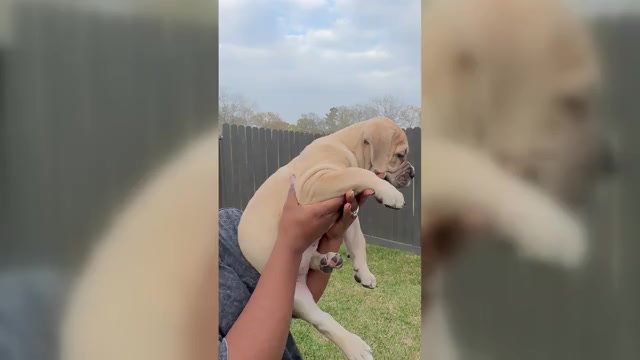 Video preview image #1 Cane Corso-Mastiff Mix Puppy For Sale in NEW CANEY, TX, USA