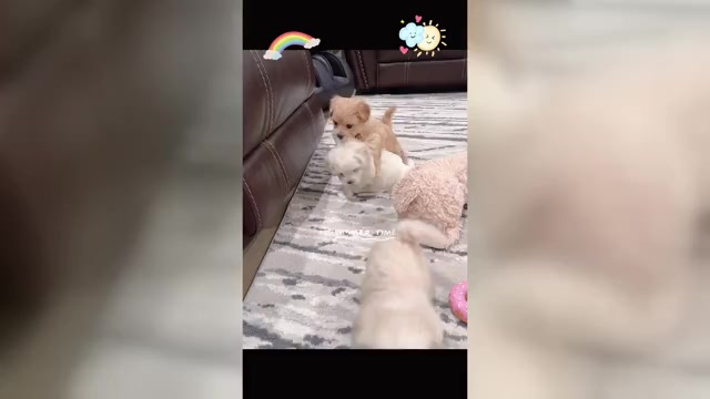 Video preview image #2 Maltipoo Puppy For Sale in SPARTANBURG, SC, USA