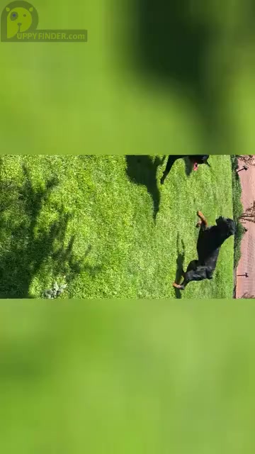 Video preview image #1  Breeder Profile in SYLMAR, CA, USA