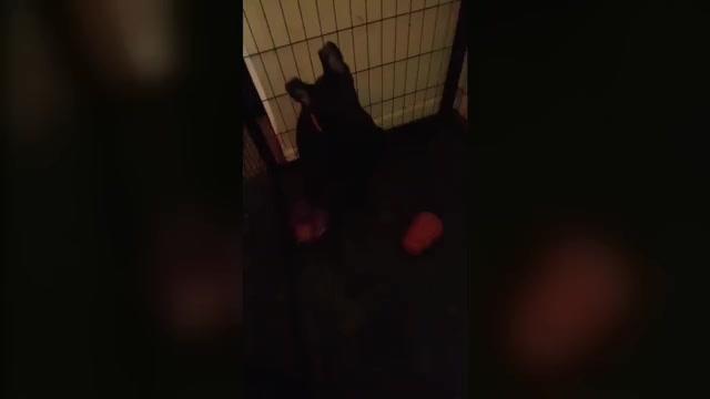 Video preview image #1 German Shepherd Dog Puppy For Sale in MIDDLETOWN, CT, USA