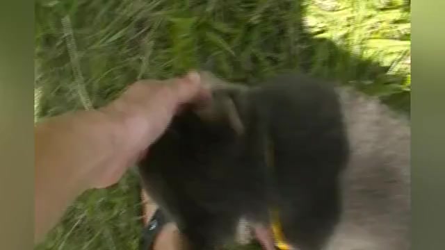 Video preview image #1 German Shepherd Dog Puppy For Sale in PIEDMONT, MO, USA