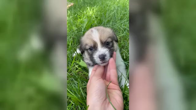 Video preview image #1 Shorgi Puppy For Sale in FAIRBANK, IA, USA