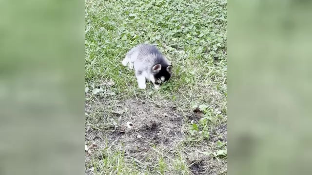 Video preview image #6 Alaskan Klee Kai-Pomsky Mix Puppy For Sale in STAPLES, MN, USA