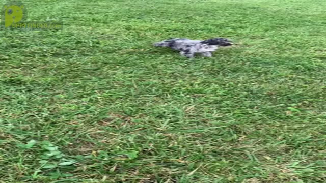 Video preview image #11 Schnauzer (Miniature) Puppy For Sale in WARSAW, IN, USA