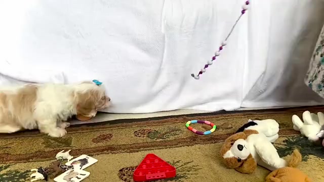 Video preview image #5 Cavapoo (Miniature) Puppy For Sale in WAKARUSA, IN, USA