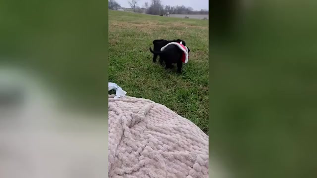 Video preview image #2 Labrador Retriever Puppy For Sale in HAMILTON, MO, USA